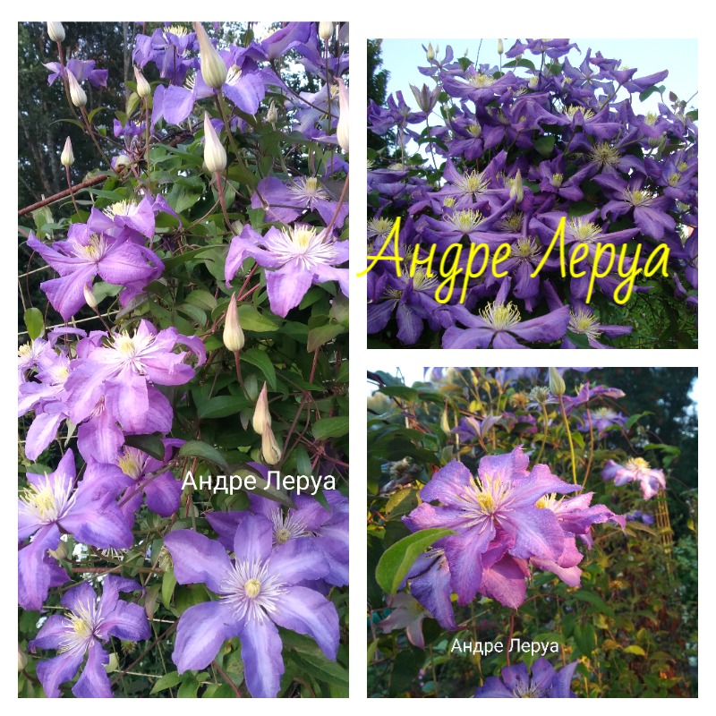 клематис андре леруа